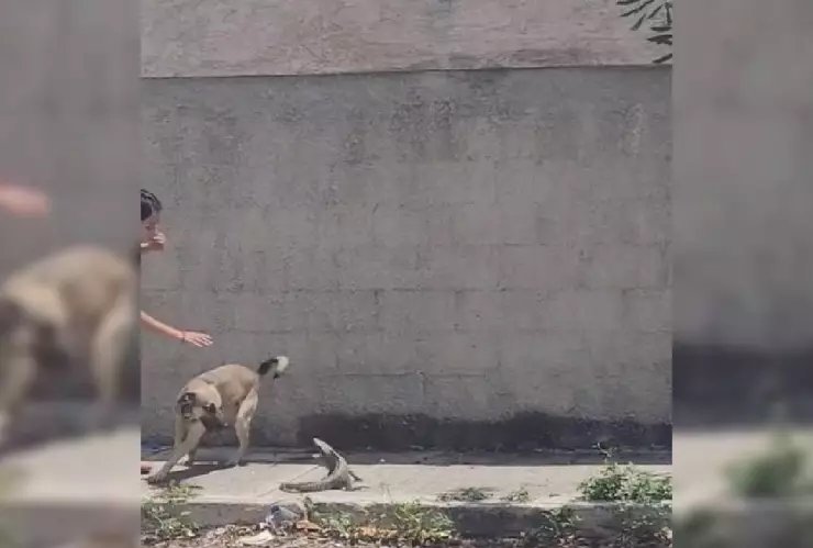 pelea de perro y tolok