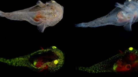 peces bioluminosos estudio .jpg