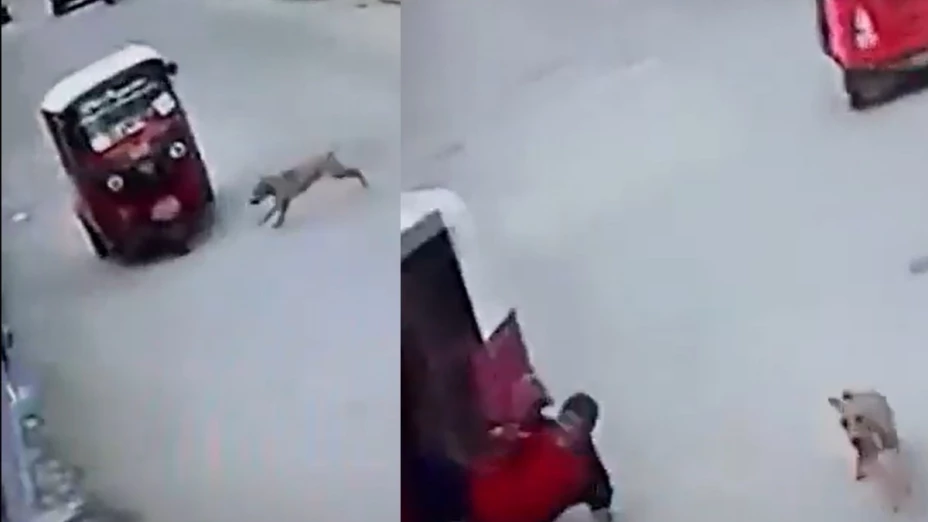 Perrito atropella a mototaxi