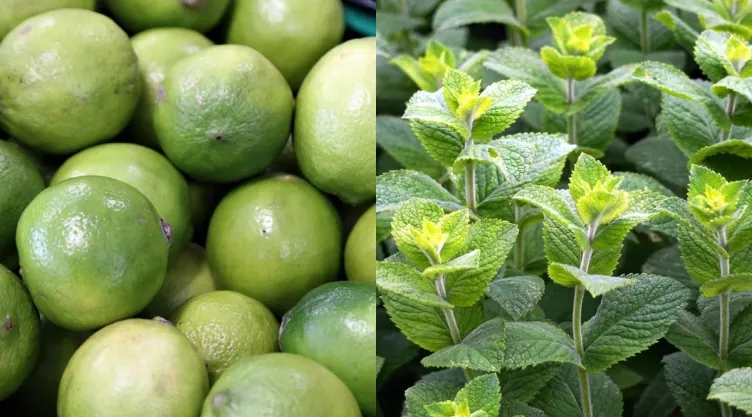 /estilo-de-vida/limon-y-menta-por-que-recomiendan-para-que-sirve