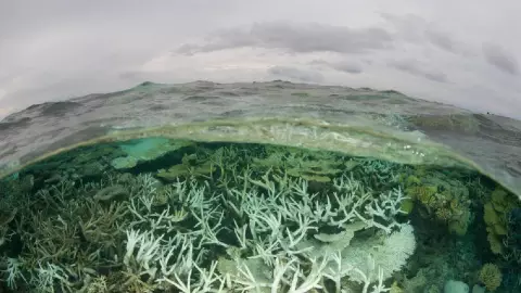 Blanqueamiento corales en Quintana Roo