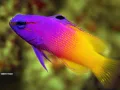buscando-a-nemo