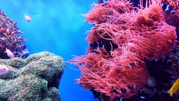 Las maravillas del arrecife de coral de Quintana Roo