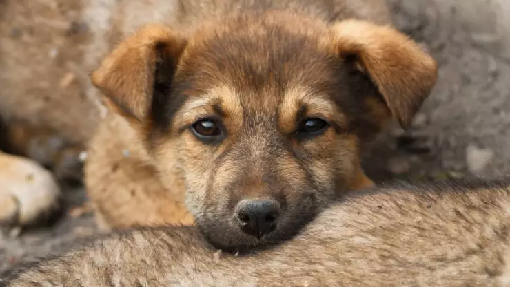 Matan a limpiaparabrisas