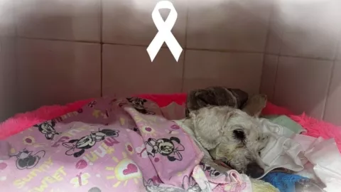 Muere “Chicharr&oacute;n”, perrito rescatado tras accidente en San Antonio Abad