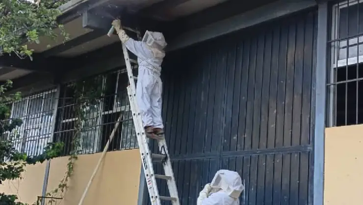 ¡Alerta! Estudiantes sufren brutal ataque de ABEJAS dentro de escuela secundaria; esto se sabe