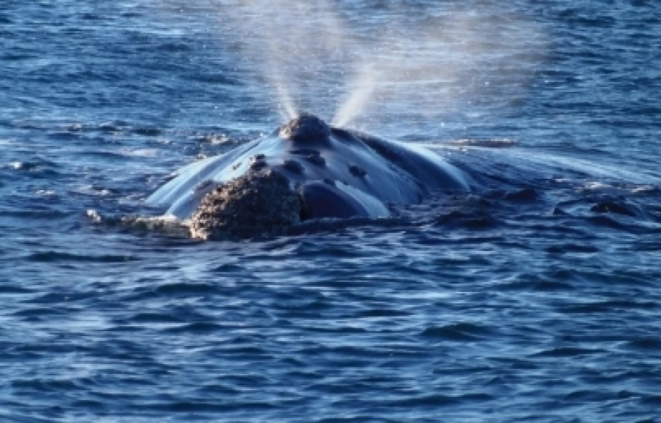 Ballenas