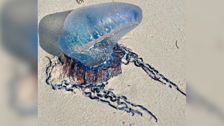 Fragata portuguesa en Jalisco.png