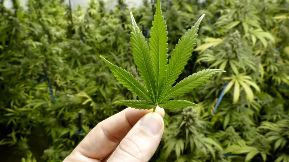 SCJN marihuana1.jpg