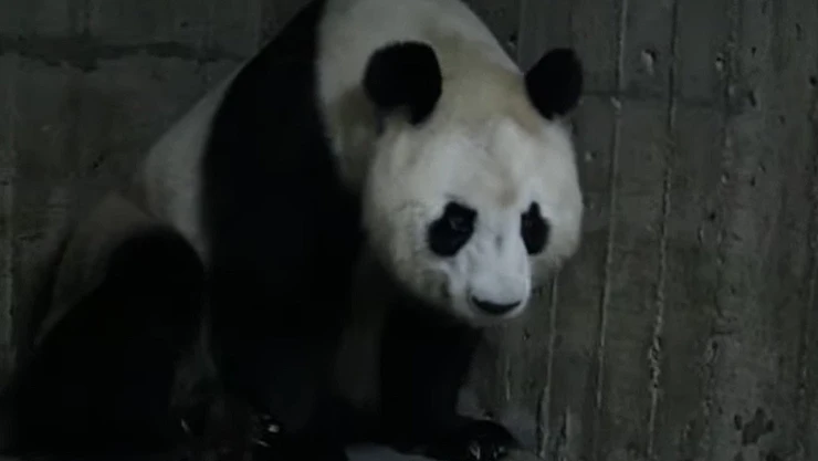 oso_panda_zoologico_madrid