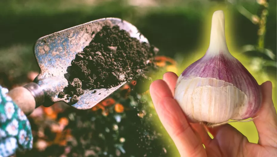 como-preparar-fertilizante-natural-para-plantas-con-piel-de-vegetales