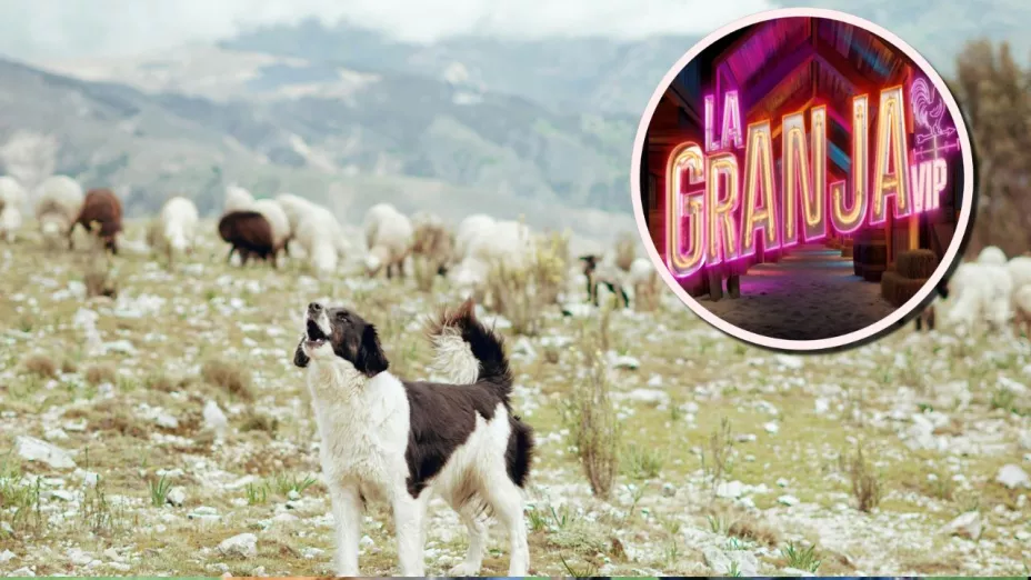 5 razas de perros ideales para trabajar en La Granja VIP.jpg