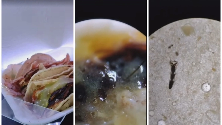 tiktoker-taco-microscopio