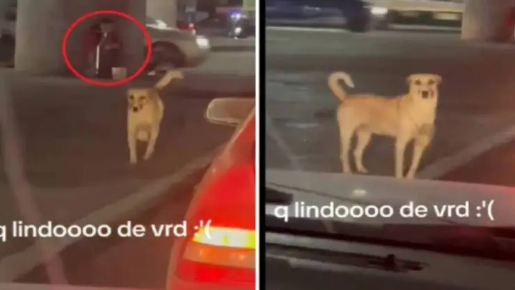 Perrito pide ayuda para su dueña discapacitada