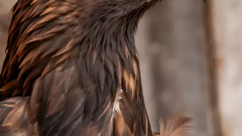 aguascalientes-refugio-del-aguila-real-éxito-en-conservación-nuestro-mexico-aguila