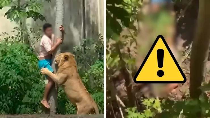Videos del incidente en el zoológico se viralizaron, mientras confirman que el joven padecía esquizofrenia