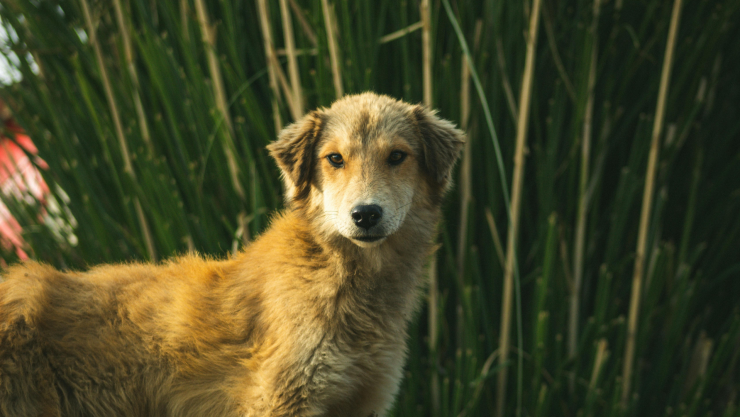 Sanciones por abandonar a un perro en Querétaro