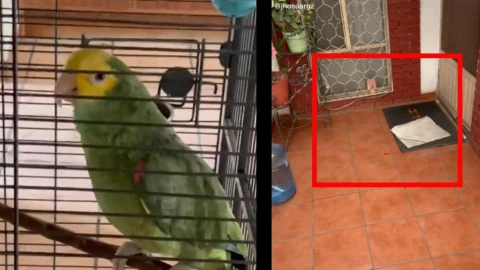 Perico engaña a testigos de Jehová; los dejó esperando en la puerta más de 30 minutos.