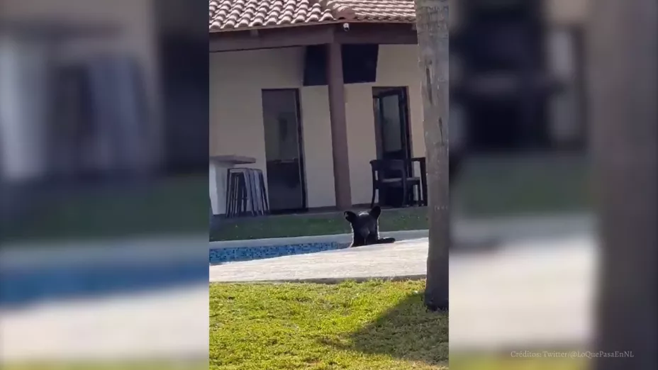 video viral oso se da chapuzón en alberca