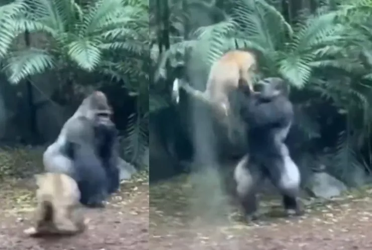 VIDEO: Captan brutal pelea entre un gorila y un leopardo en pleno Zoológico