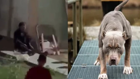 Perros Pitbull atacan a joven