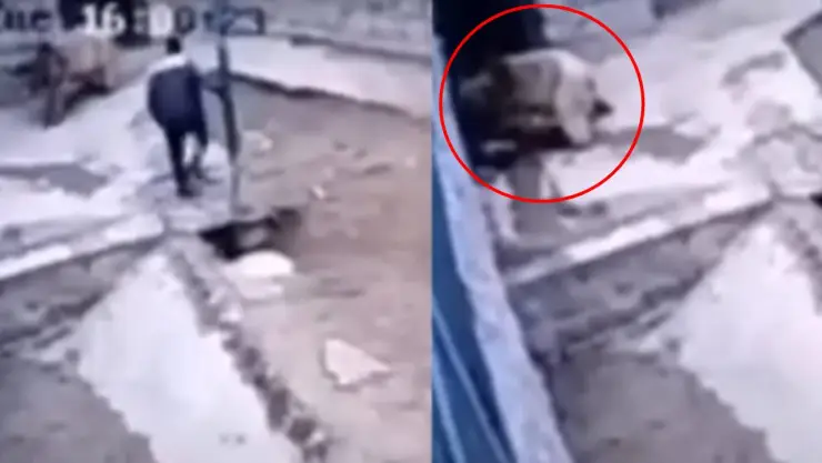 VIDEO Cuidador de un zoológico es salvajemente mutilado por oso pardo