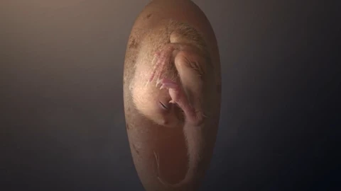 embrion de dinosaurio huevo fosilizado