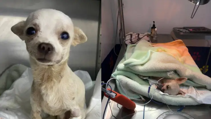 Perrito Pincky es herido por defender su vivienda.
