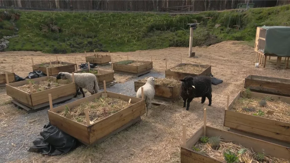 ovejas-la-granja-vip