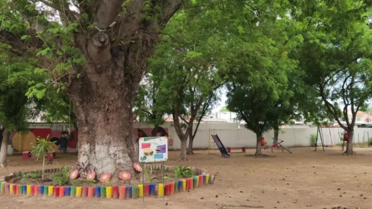 Árboles centenarios en Culiacán, Sinaloa. .jpg