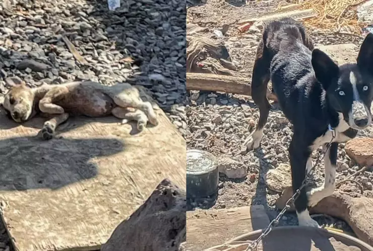 Encuentran perritos y en estado deplorable en El Pozo, El Marqués, Querétaro