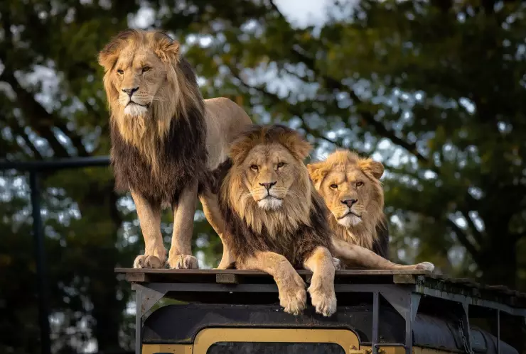 Leones de Singapur dieron positivo a COVID-19; presentan tos