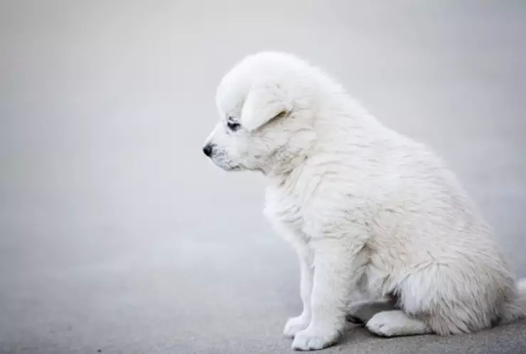 Paseo-de-perros-beneficios