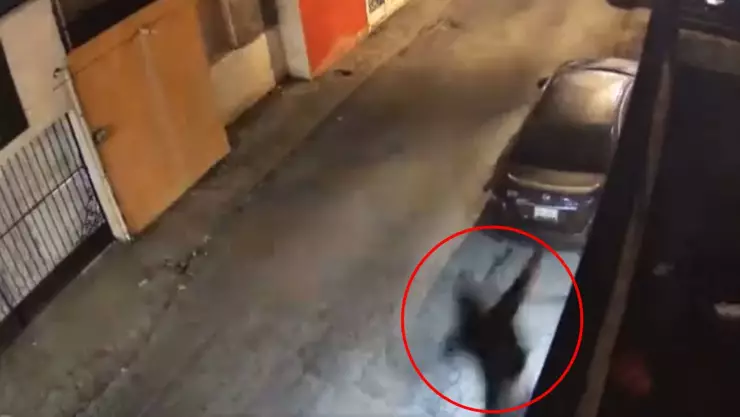 Perros espantan a ladrón y cae del balcón.jpg