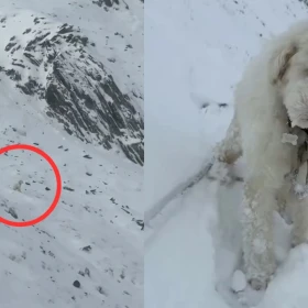 LouLou sobrevivió más de dos días en las montañas de Alaska