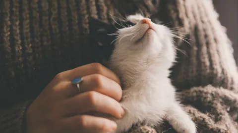 ¿Cómo educar a un gato?