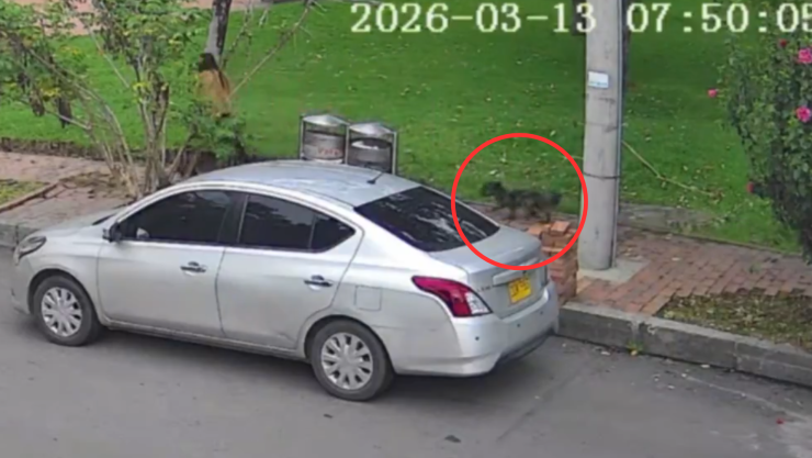 Abandona a su perrito (1).png