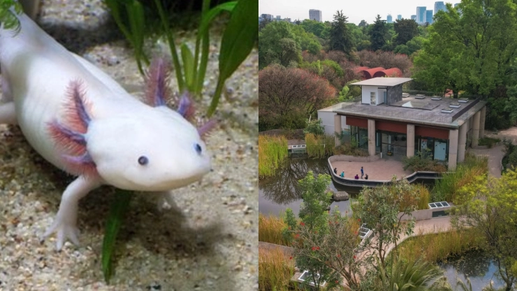 anfibium museo del ajolote cdmx horarios precio de entrada.jpg