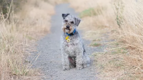 schnauzer wirestock.jpg