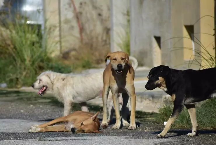 Detienen a hombre que alimentaba con clavos a perros y gatos en CDMX