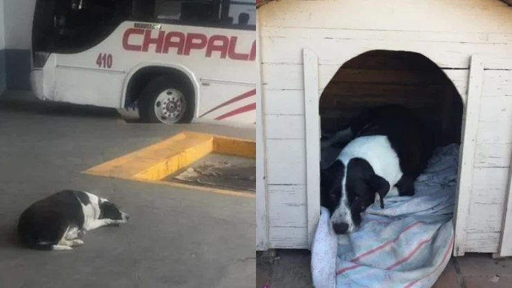 vaca_chapala.jpg
