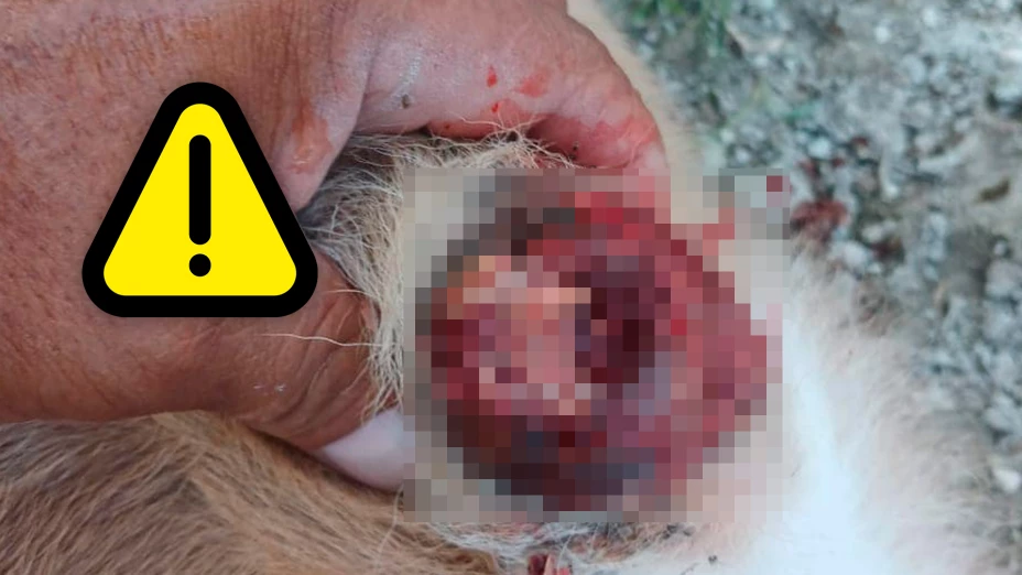 ¡Más de 2 mil casos! Alerta zoosanitaria en Chiapas por brote de gusano barrenador en ganado
