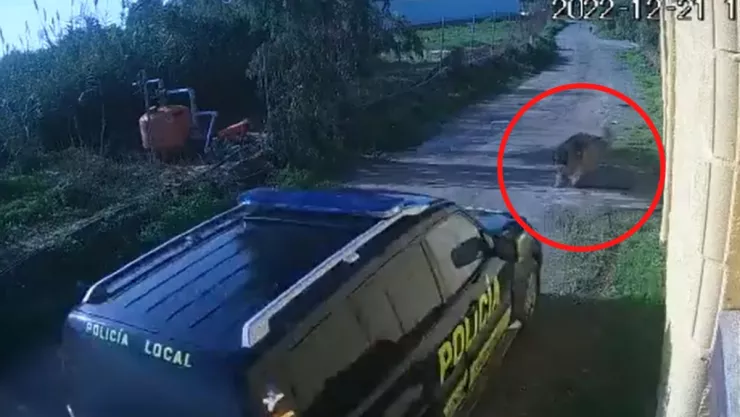 VIDEO En patrulla, policías atropellan a un perro y lo dejan morir
