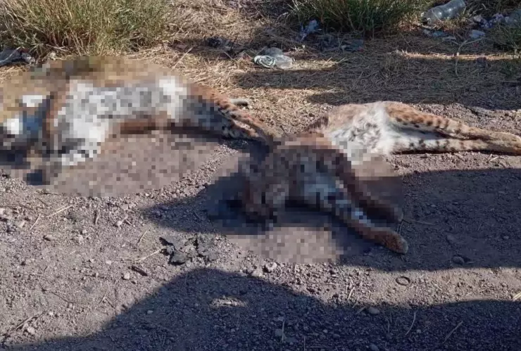 linces muertos delicias.jpg