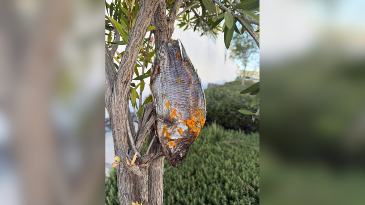 ¿Pescado con veneno en Zibatá