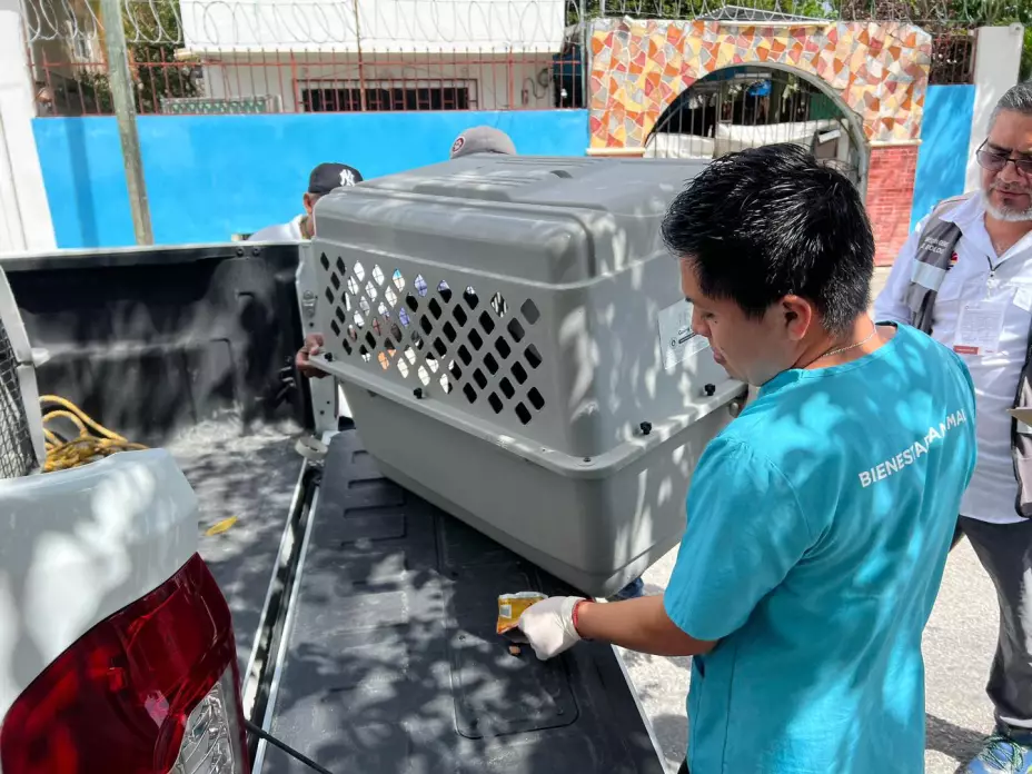 Maltrato animal Cancún.jpg