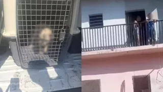 VIDEO | Mujer lanza desde un segundo piso a un perrito en Tuxtla Gutiérrez, Chiapas