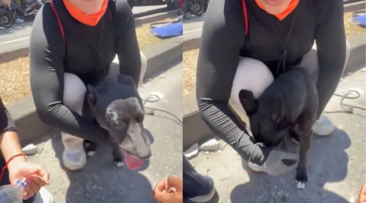 Perrito rescatado de los escombros que dejó el terremoto en Colombia