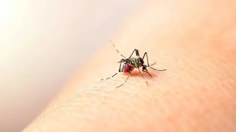 Efemérides del 26 de agosto: ¿Qué se celebra un día como hoy en México y el mundo?