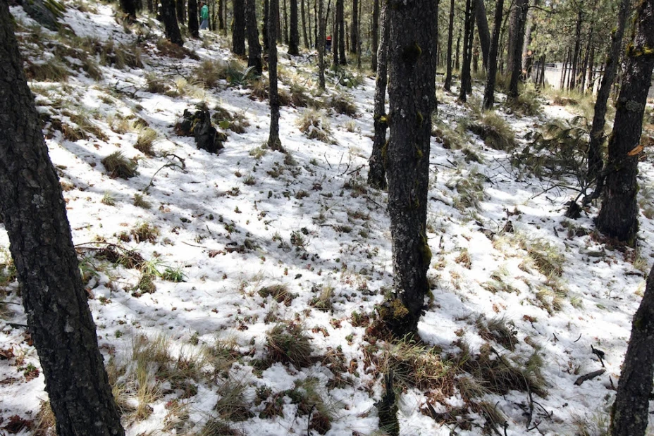 Nieve DF